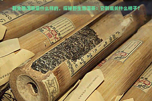 野生普洱茶是什么样的，探秘野生普洱茶：它到底长什么样子？