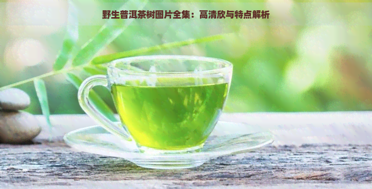 野生普洱茶树图片全集：高清欣与特点解析