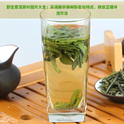 野生普洱茶叶图片大全：高清展示茶树形态与特点，教你正确冲泡方法