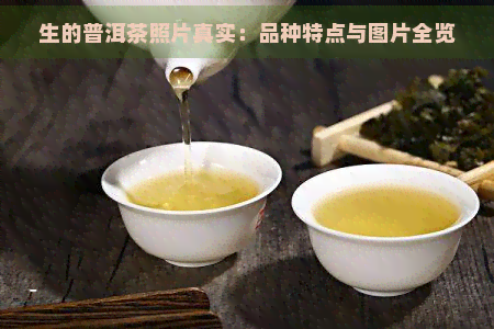 生的普洱茶照片真实：品种特点与图片全览