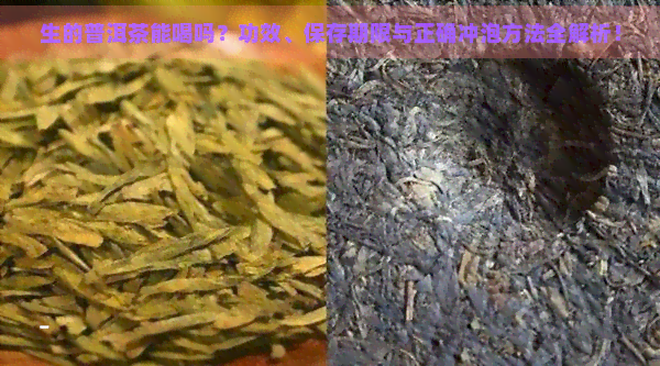 生的普洱茶能喝吗？功效、保存期限与正确冲泡方法全解析！