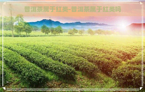 普洱茶属于红类-普洱茶属于红类吗