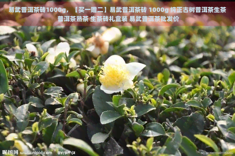 易武普洱茶砖1000g，【买一赠二】易武普洱茶砖 1000g 纯正古树普洱茶生茶 普洱茶熟茶 生茶砖礼盒装 易武普洱茶批发价