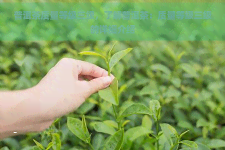 普洱茶质量等级三级，了解普洱茶：质量等级三级的详细介绍