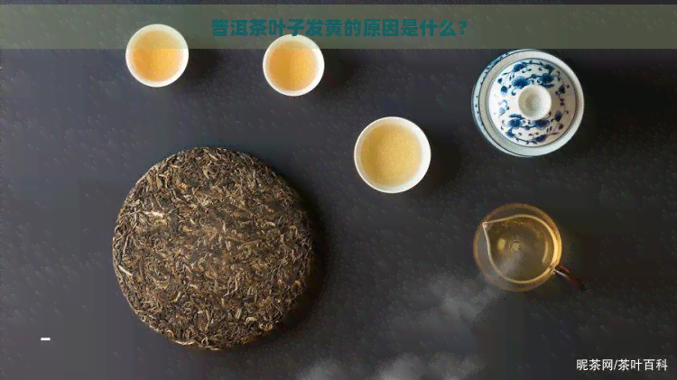 普洱茶叶子发黄的原因是什么？