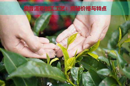 勐普洱茶加工工艺：揭秘价格与特点