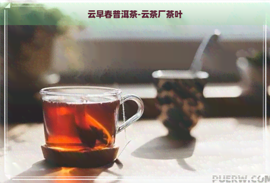 云早春普洱茶-云茶厂茶叶