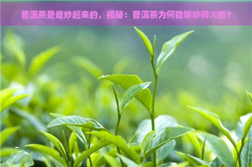 普洱茶是谁炒起来的，揭秘：普洱茶为何能够炒得火热？