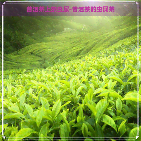 普洱茶上的虫屎-普洱茶的虫屎茶