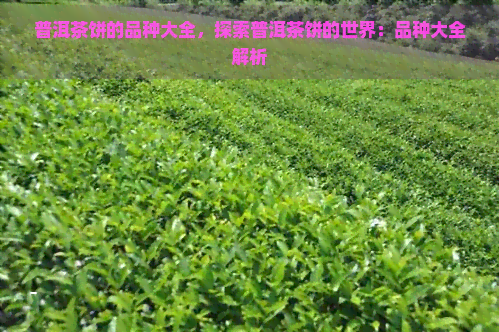 普洱茶饼的品种大全，探索普洱茶饼的世界：品种大全解析