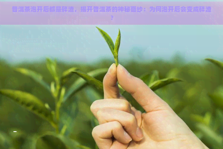 普洱茶泡开后都是碎渣，揭开普洱茶的神秘面纱：为何泡开后会变成碎渣？