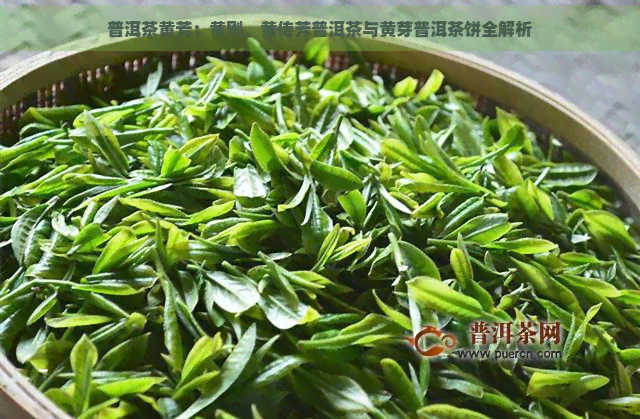 普洱茶黄芳：黄刚、黄传芳普洱茶与黄芽普洱茶饼全解析