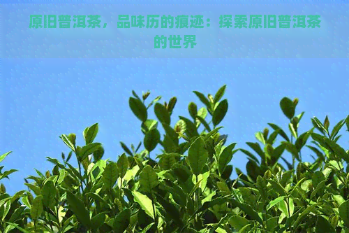 原旧普洱茶，品味历的痕迹：探索原旧普洱茶的世界