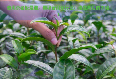 普洱茶老板是谁，揭秘普洱茶行业：谁是背后的大佬？