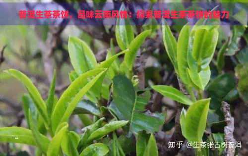 普洱生茶茶饼，品味云南风情：探索普洱生茶茶饼的魅力