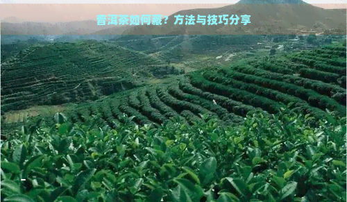 普洱茶如何藏？方法与技巧分享