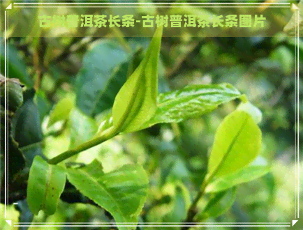 古树普洱茶长条-古树普洱茶长条图片