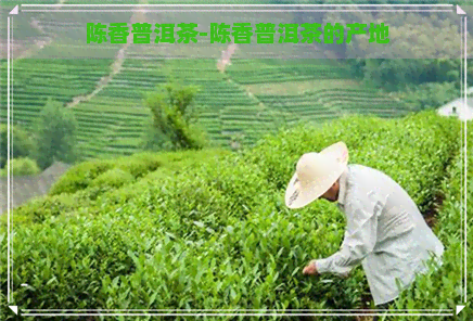 陈香普洱茶-陈香普洱茶的产地