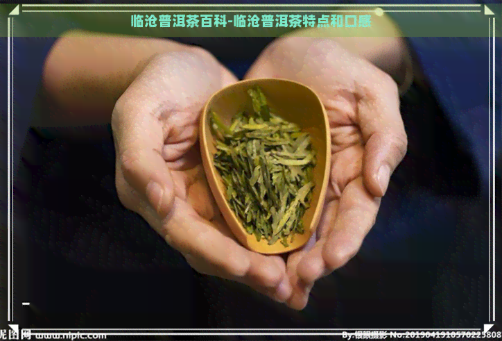 临沧普洱茶百科-临沧普洱茶特点和口感