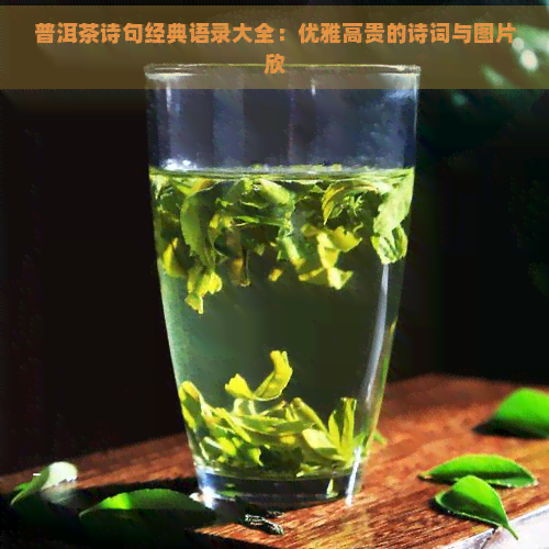 普洱茶诗句经典语录大全：优雅高贵的诗词与图片欣