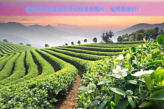 最新召树屯普洱茶饼价格表及图片，全网更低价！