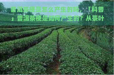 普洱茶梗是怎么产生的吗，「科普」普洱茶梗是如何产生的？从茶叶制作过程解析