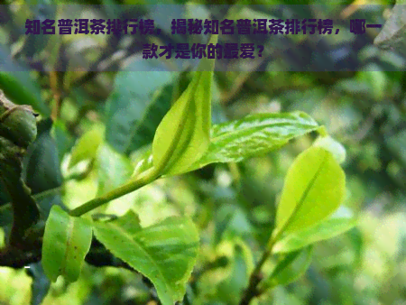 知名普洱茶排行榜，揭秘知名普洱茶排行榜，哪一款才是你的更爱？