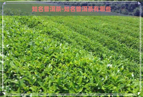 知名普洱茶-知名普洱茶有哪些