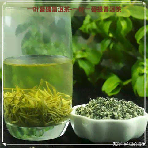 一叶菩提普洱茶-一叶一菩提普洱茶