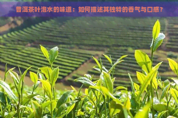 普洱茶叶泡水的味道：如何描述其独特的香气与口感？