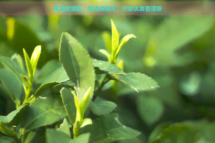 普龙普洱茶：家祖传秘方，打造优质普洱茶