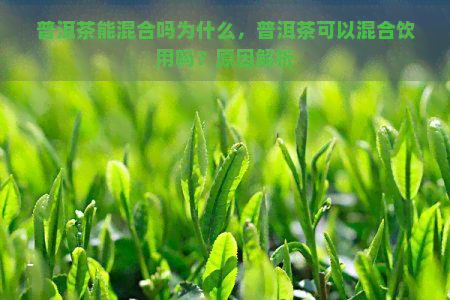 普洱茶能混合吗为什么，普洱茶可以混合饮用吗？原因解析