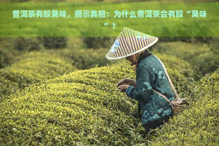 普洱茶有股臭味，揭示真相：为什么普洱茶会有股“臭味”？