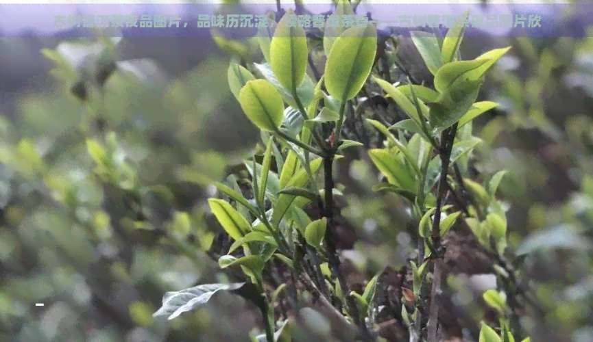 古树普洱茶夜品图片，品味历沉淀，领略普洱茶香——古树普洱茶夜品图片欣