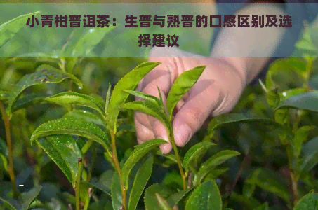 小青柑普洱茶：生普与熟普的口感区别及选择建议