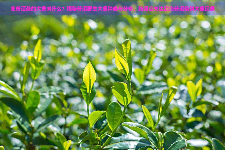 吃普洱茶的大象叫什么？揭秘普洱野生大象种类与分布，新闻点关注勐海普洱茶饼大象现象