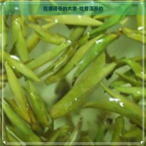 吃普洱茶的大象-吃普洱茶的