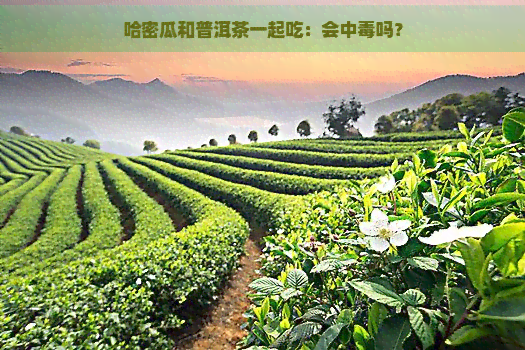 哈密瓜和普洱茶一起吃：会中吗？