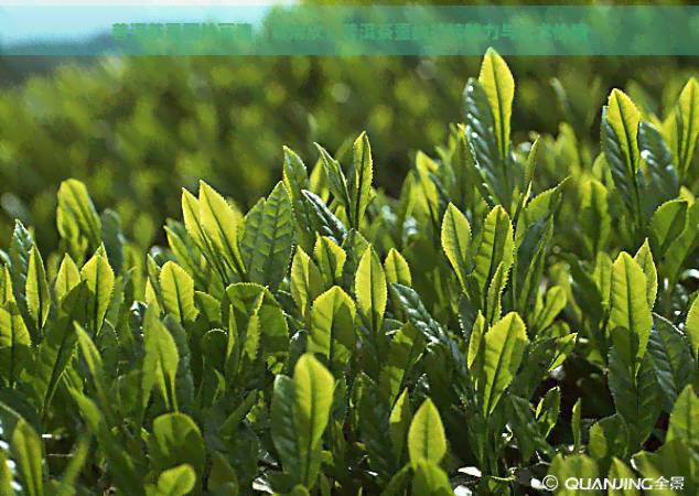 普洱茶壶图片高清，高清欣：普洱茶壶的独特魅力与艺术价值