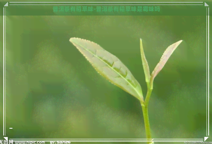 普洱茶有稻草味-普洱茶有稻草味是霉味吗