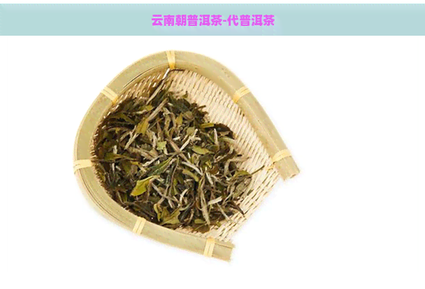 云南朝普洱茶-代普洱茶