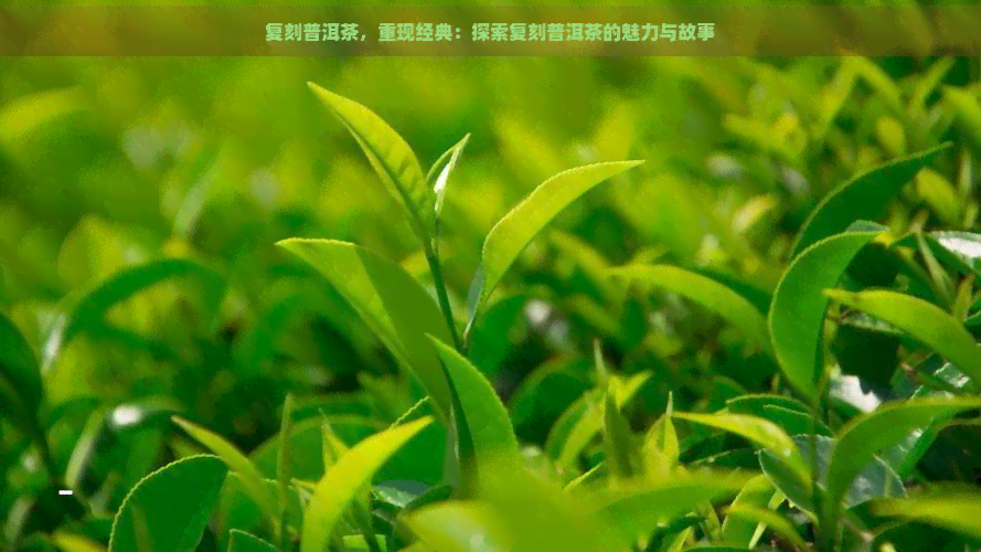 复刻普洱茶，重现经典：探索复刻普洱茶的魅力与故事