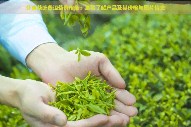 芬吉茶叶普洱茶价格表：全面了解产品及其价格与图片信息