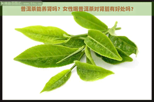 普洱茶能养肾吗？女性喝普洱茶对肾脏有好处吗？