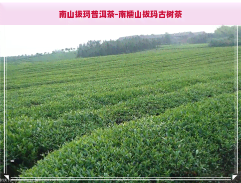 南山拔玛普洱茶-南糯山拔玛古树茶