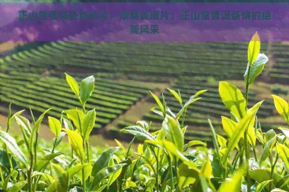 正山堂普洱茶饼图片，欣精美图片：正山堂普洱茶饼的绝美风采