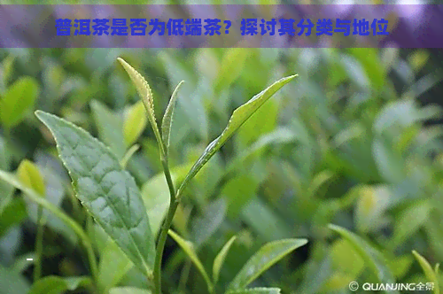 普洱茶是否为低端茶？探讨其分类与地位