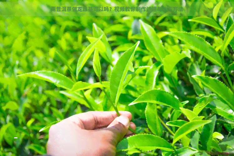 用普洱茶做龙珠茶可以吗？视频教你制作过程与冲泡方法