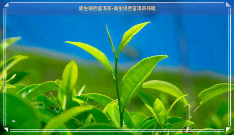 养生锅煮普洱茶-养生锅煮普洱茶好吗