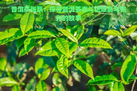 普洱茶张跃：探寻普洱茶泰斗张顺高与张光的故事